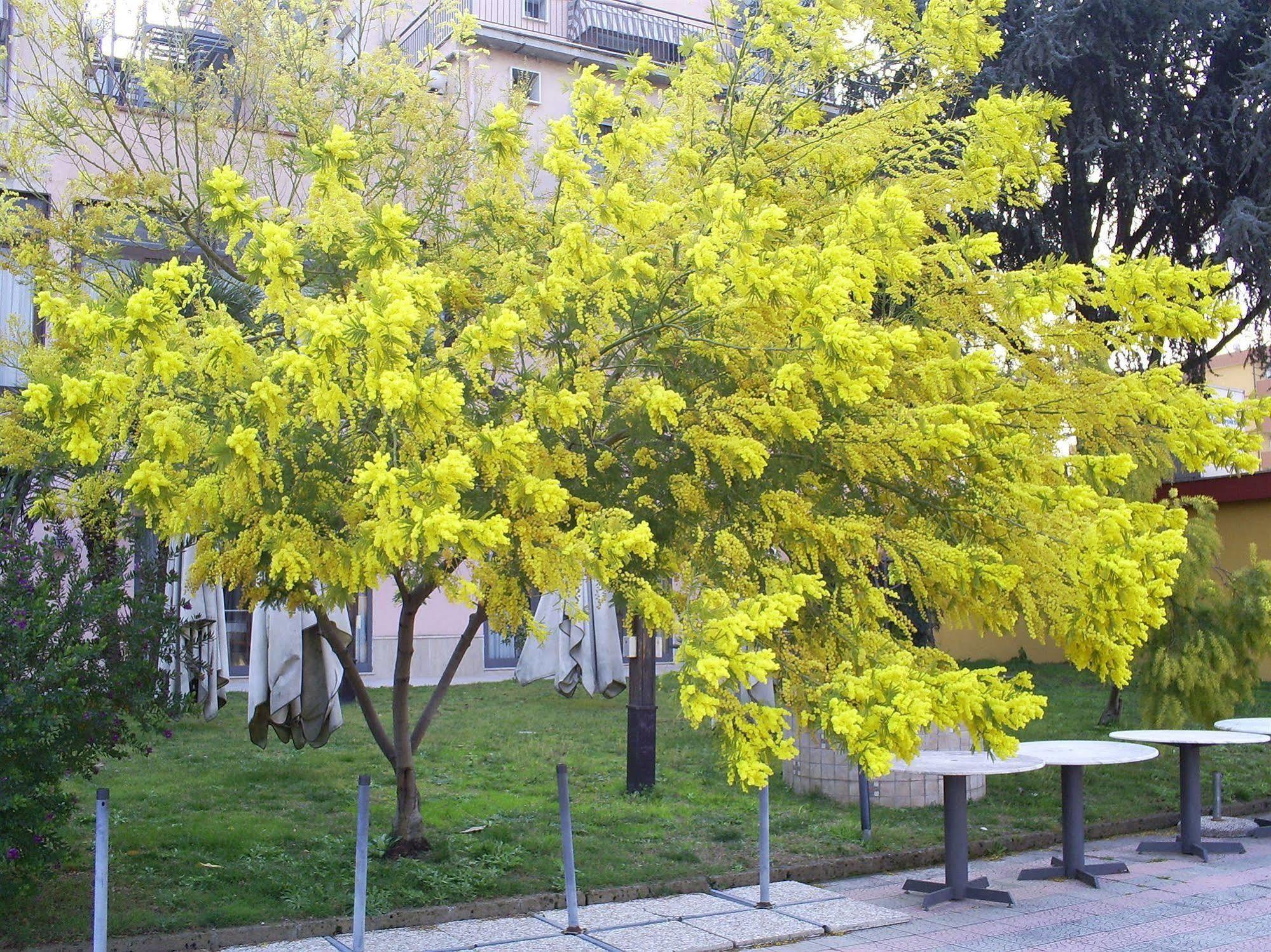 Pisani Hotel San Nicola La Strada Kültér fotó